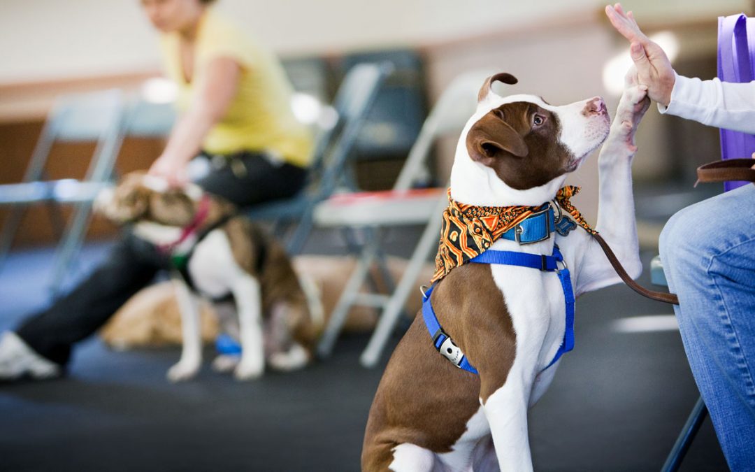 Dog Training Program Staff Update!