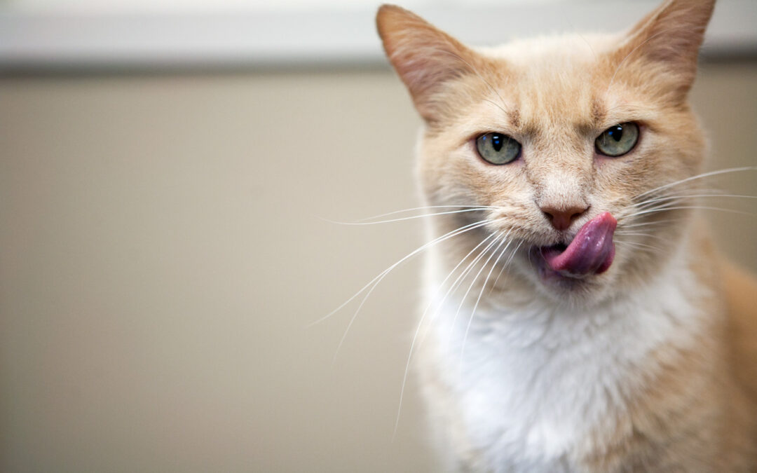 Enrichment Treats for Cats