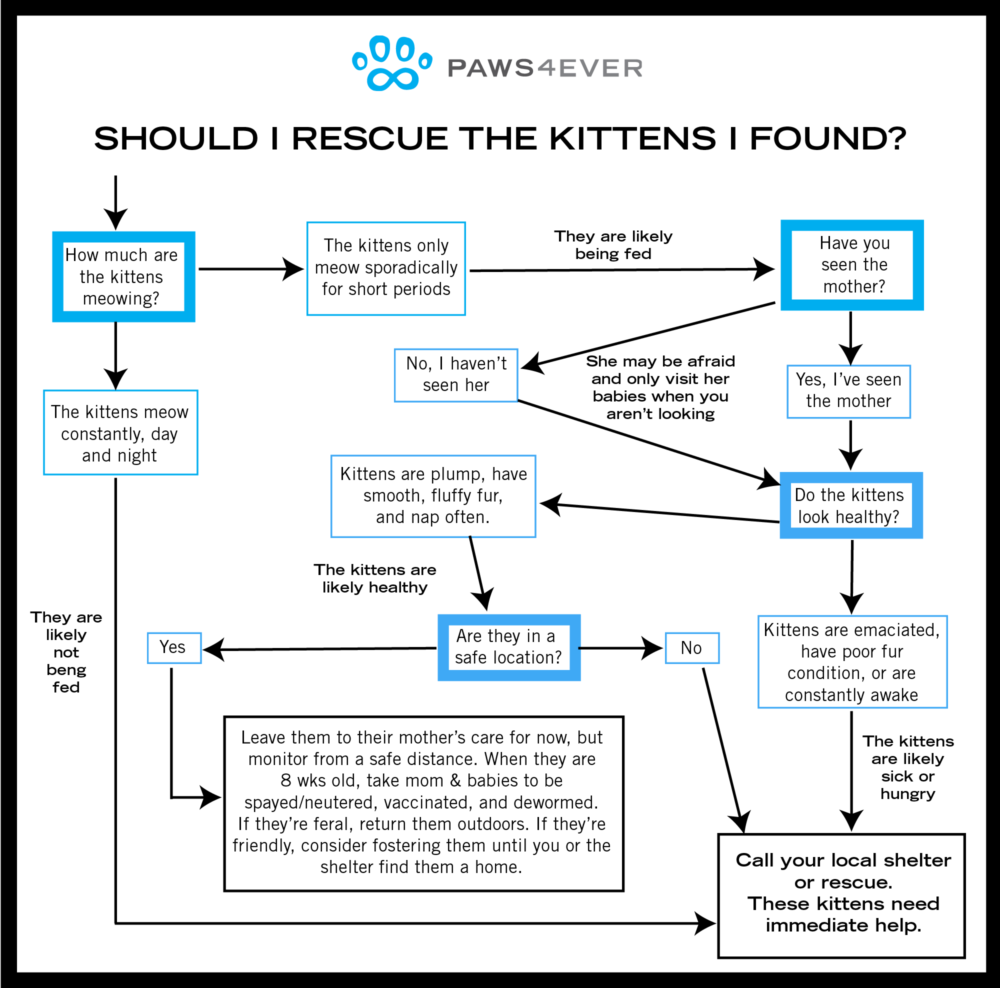 Should I Rescue The Kittens I Found? A Flowchart