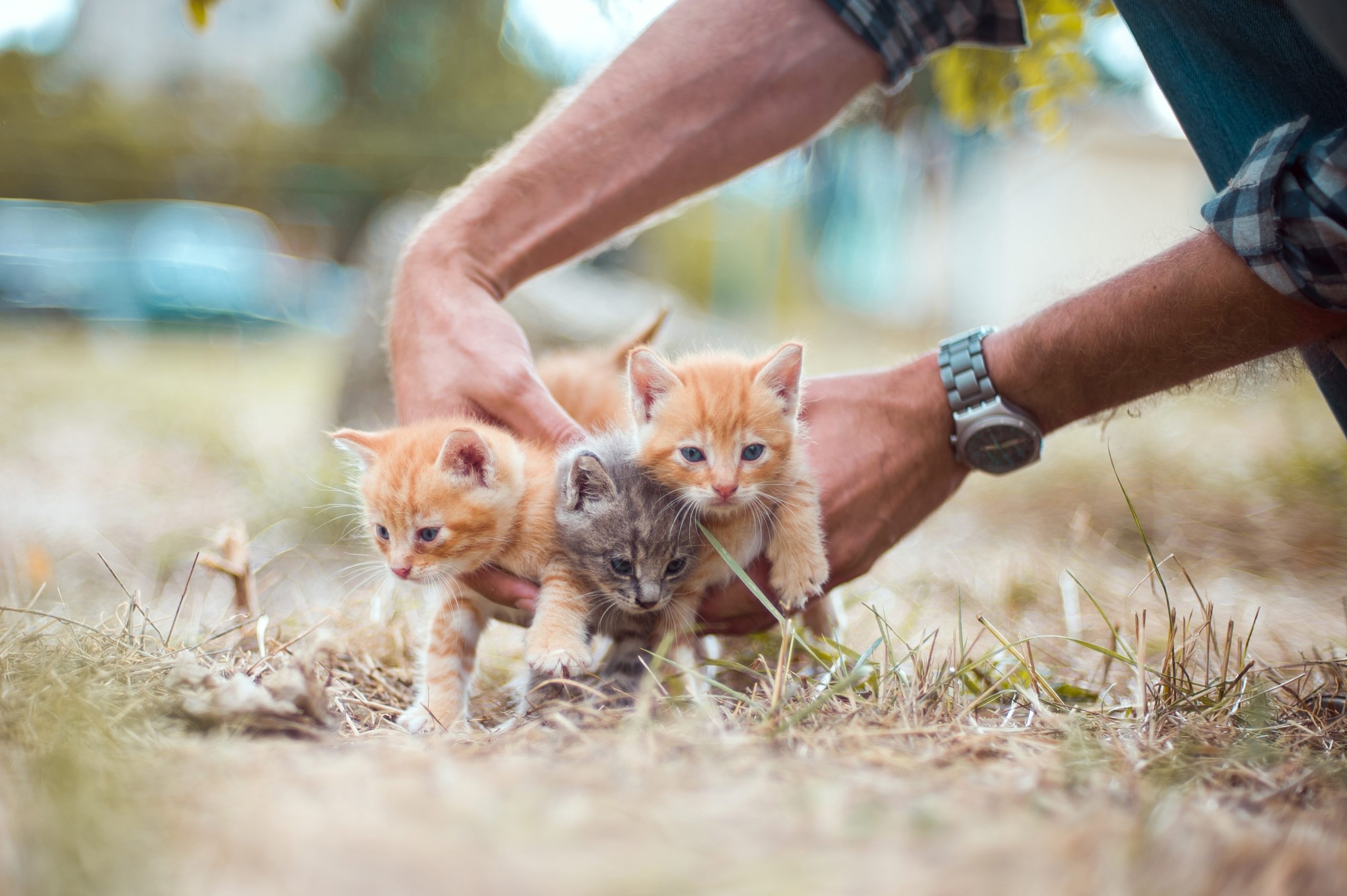 Helping Hands Rescue Overwhelmed with Cats and Kittens