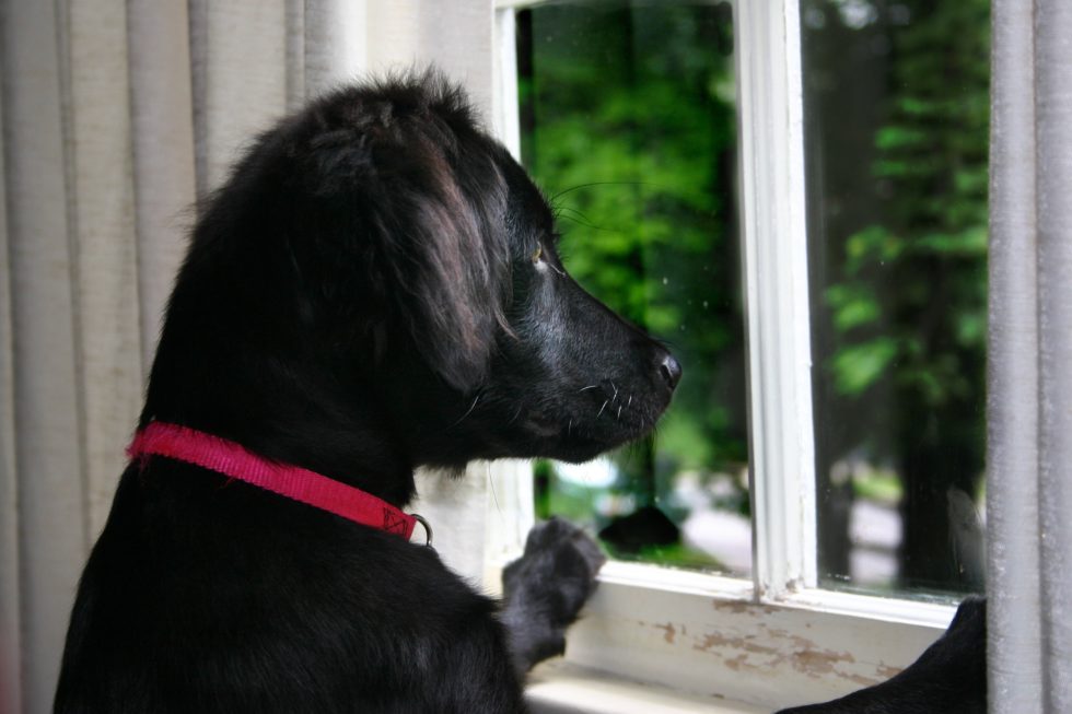 Help! My Dog Barks Out the Window | Paws4ever