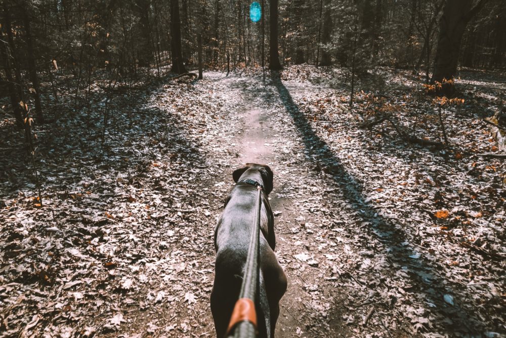 keenanbarberEl9ectjP4Ocunsplash Paws4ever