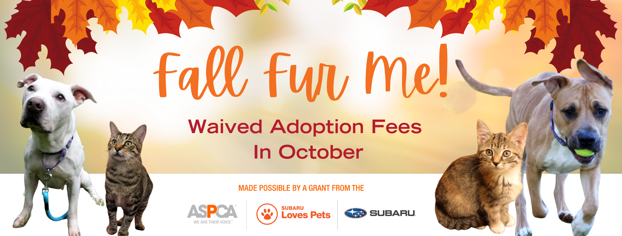 awa adoption fees