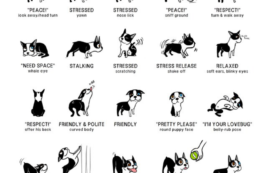 Dog-body-language