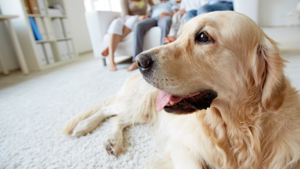 Paws4Ever - Golden retriever in living room with family in background