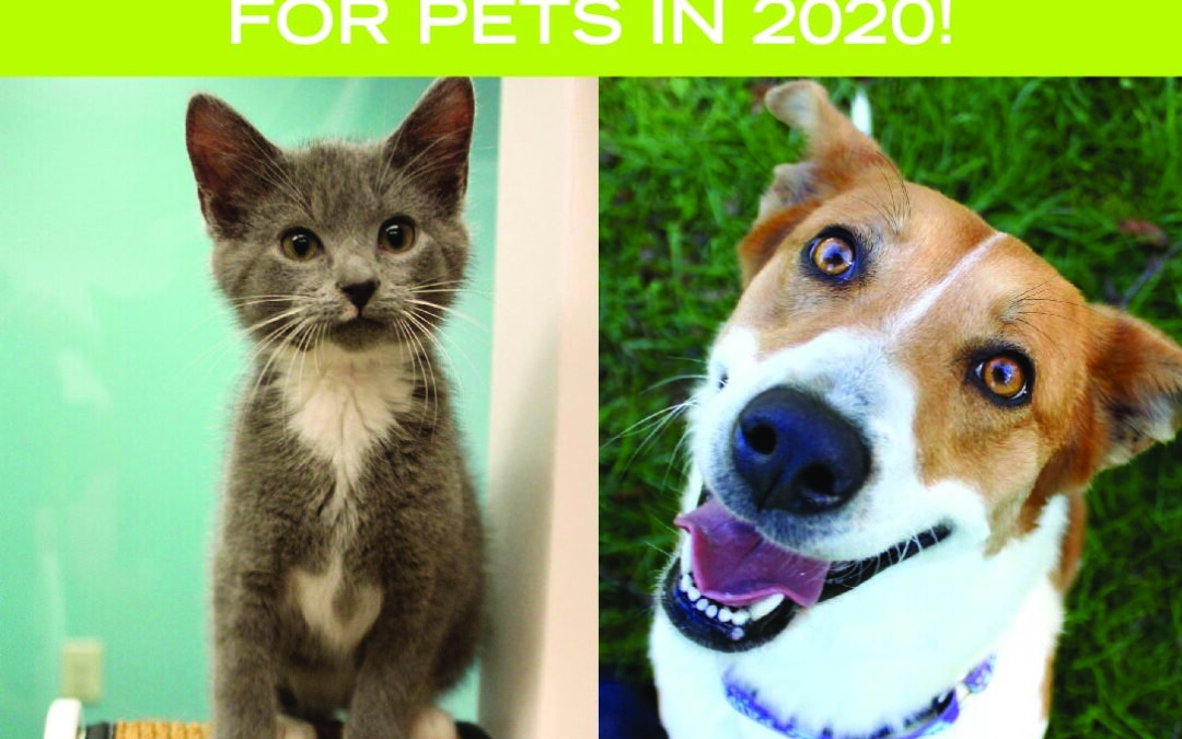 Paws4ever 2020 Impact Report