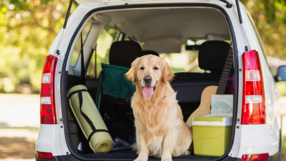 Paws4Ever - Golden retriever in open trunk of car