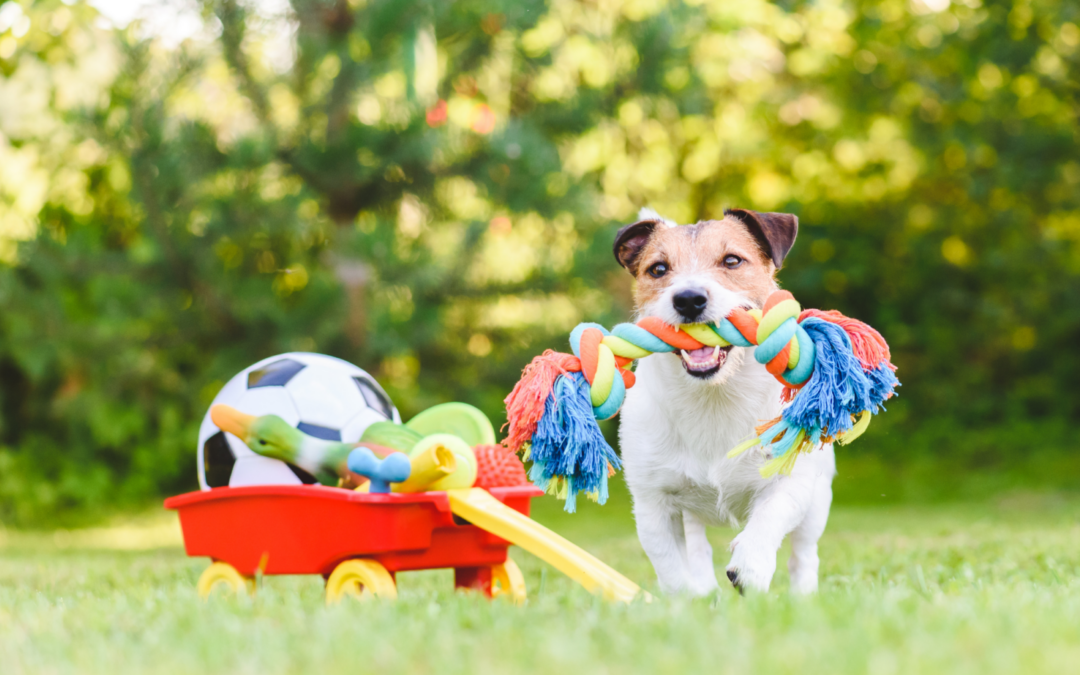 Dog toy_enrichment photo
