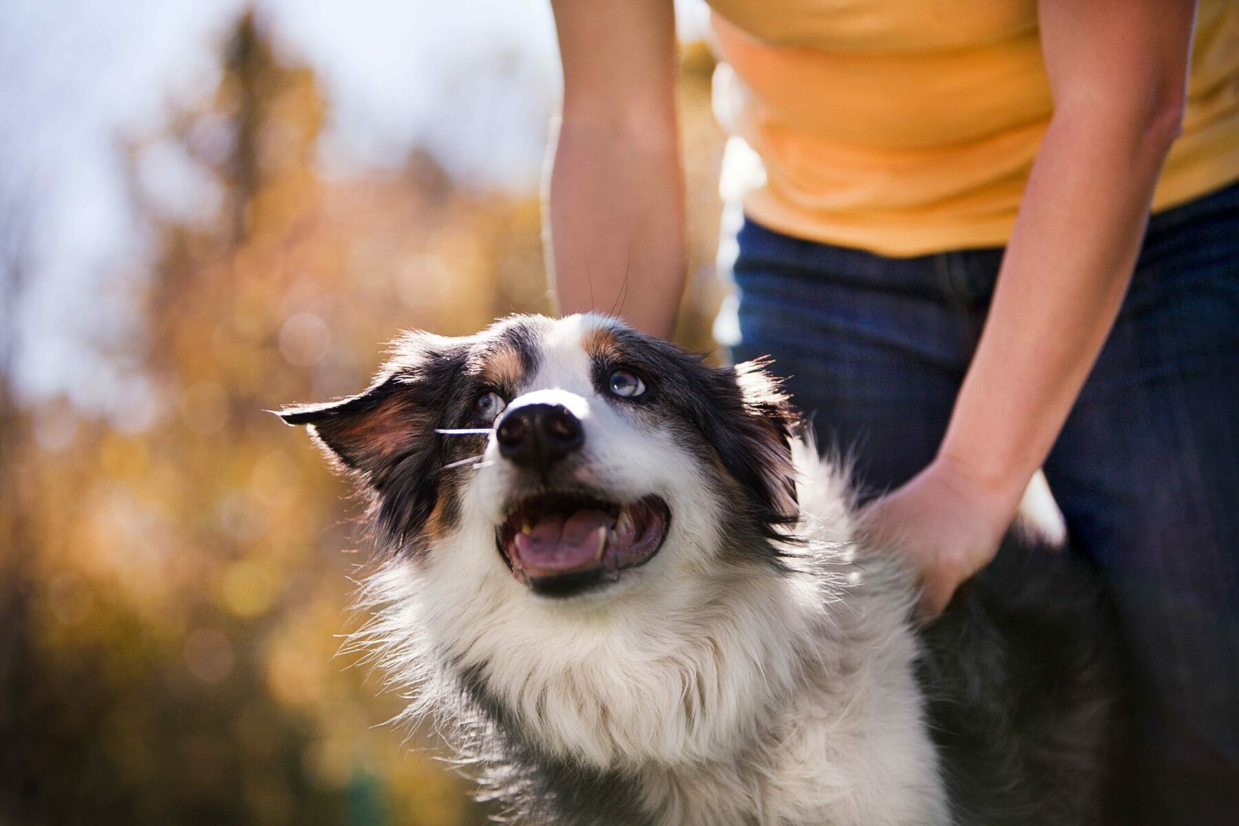 Paws4ever Dog Horizontal Paws4ever