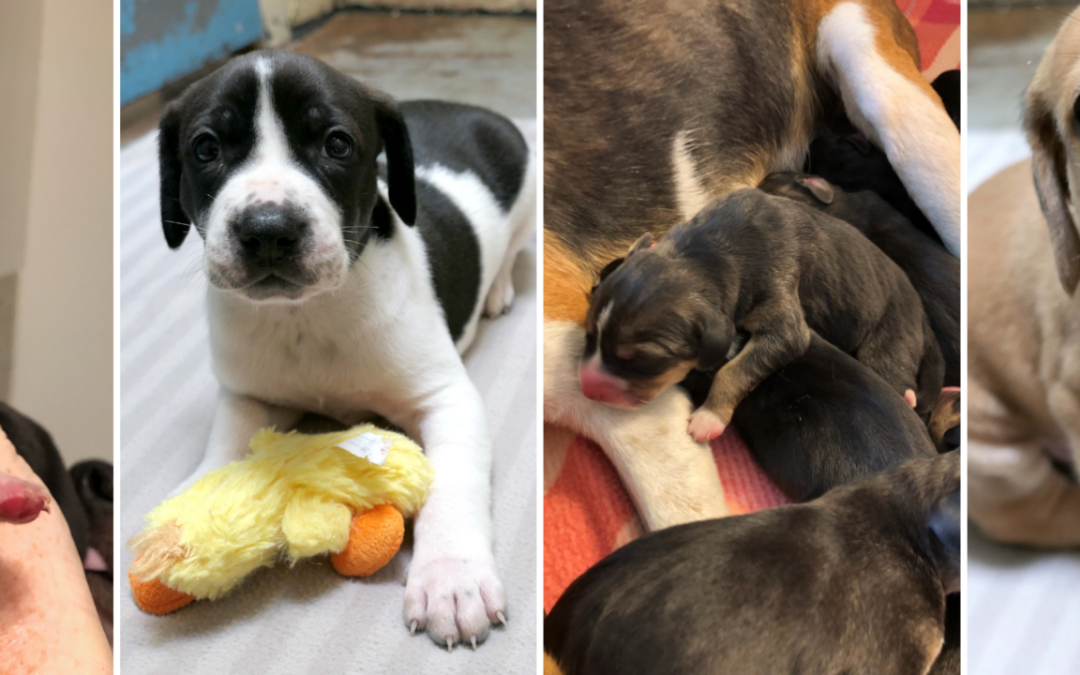 puppy fundraiser for web