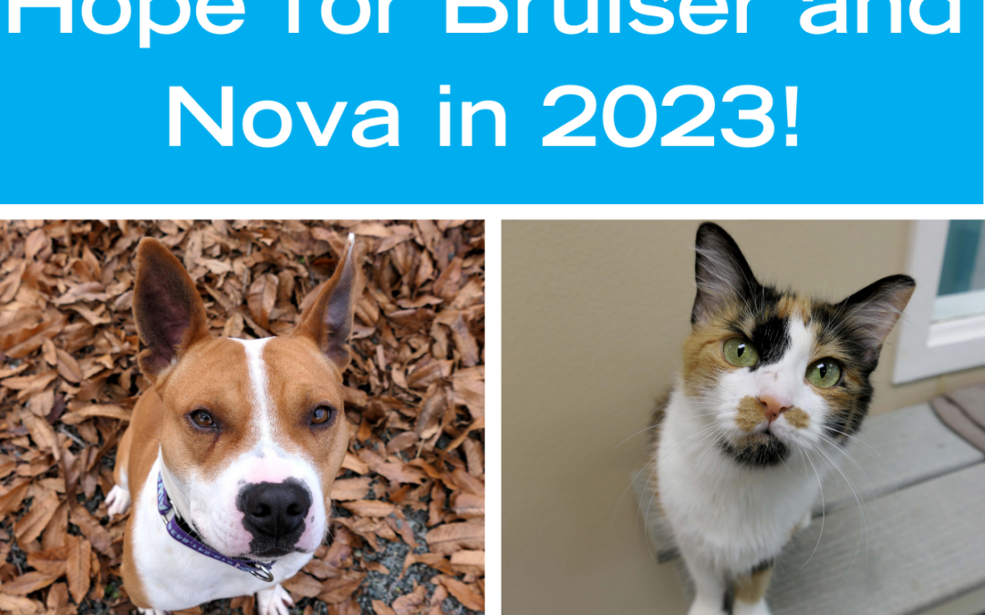 hope for bruiser and nova new year