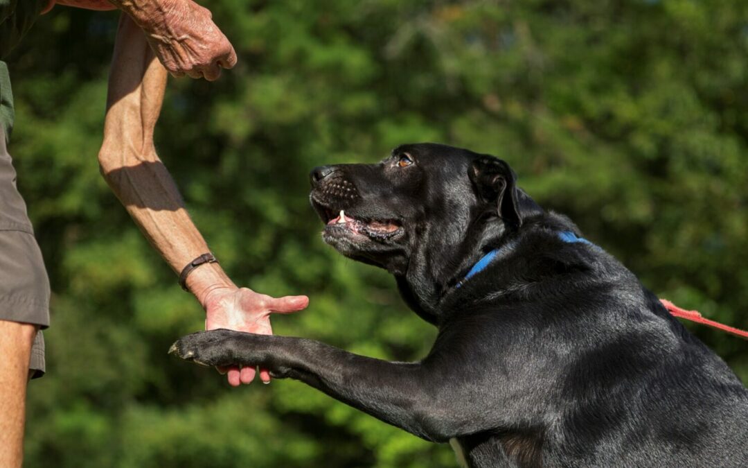 Paws4Ever-582
