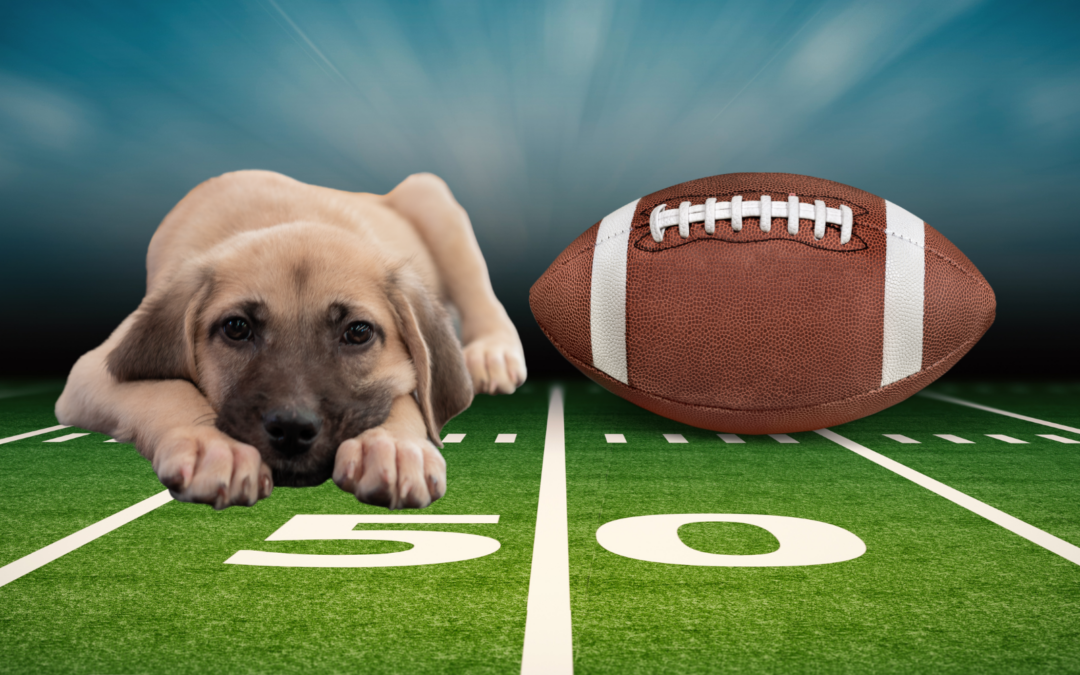 Buzz Featured During Puppy Bowl