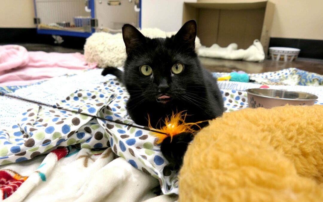 Tuna Derp 1_KS