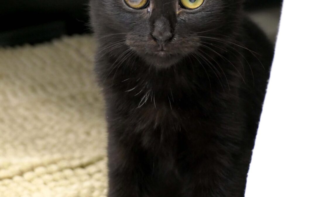 Onyx 2_KS