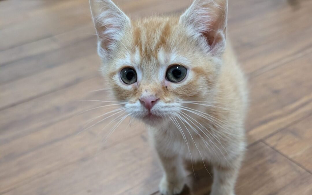 Ginger 5