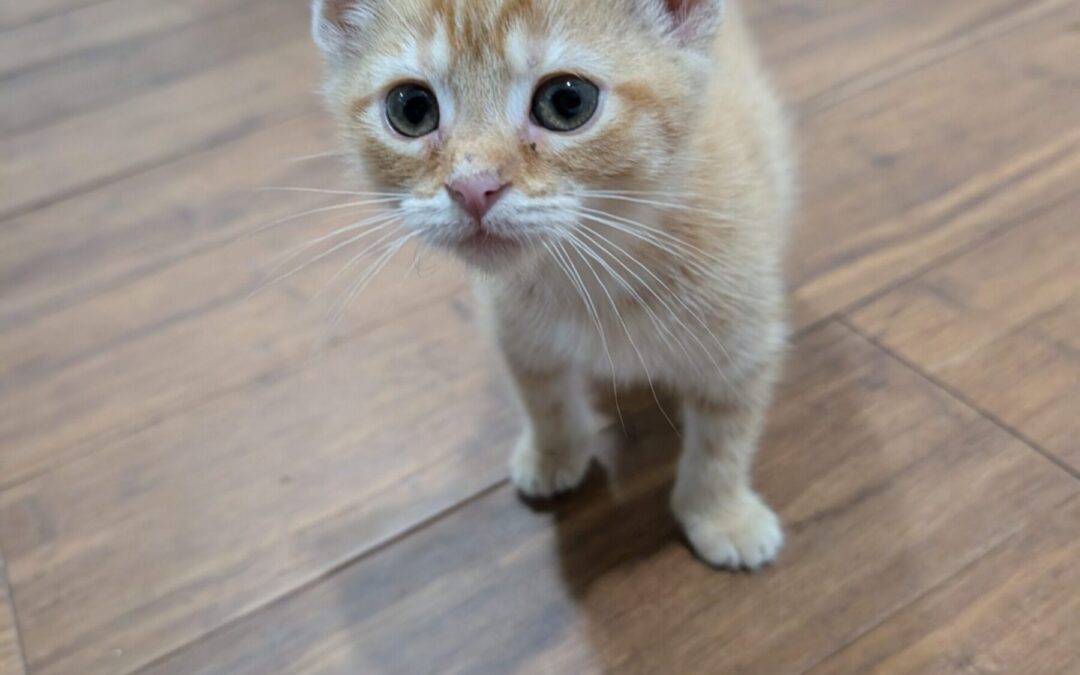 Ginger 5