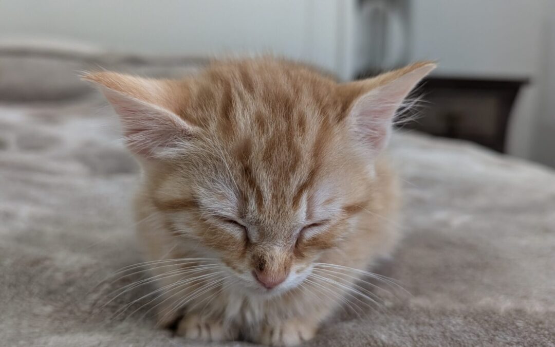 Gremlin 1