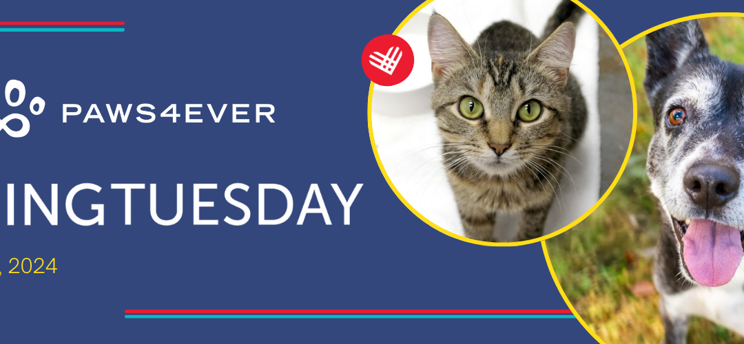 Giving Tuesdayheaderemailwebpg