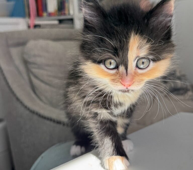 Mirabel