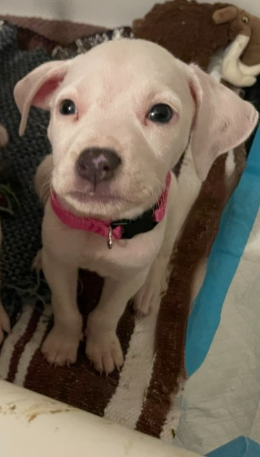 Glip_681333504333335 (2)