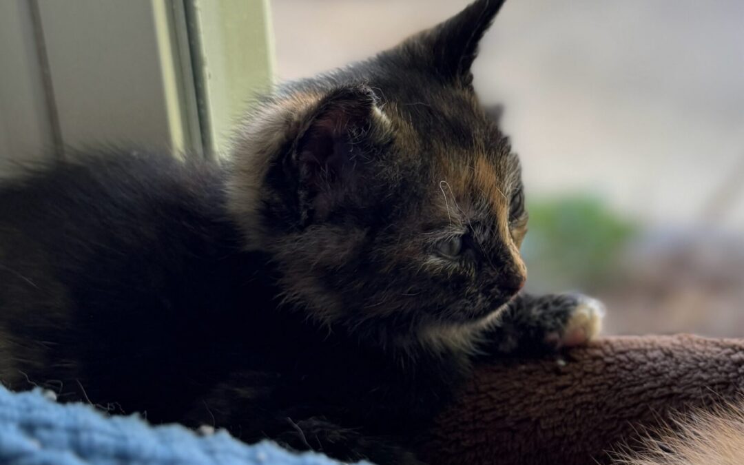 IMG_7232 – Copy – Copy