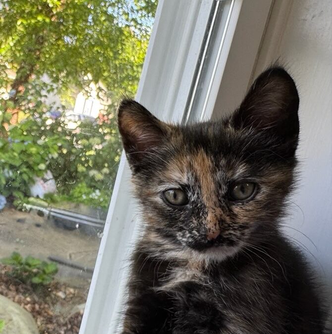 Petunia