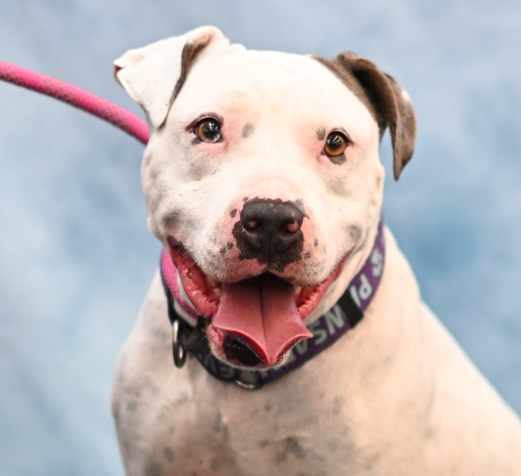 Screen Shot 2025-09-25 at 12.55.23 PM