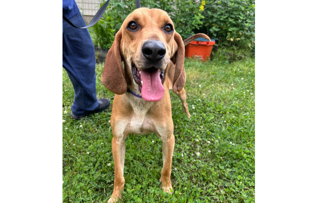 Website Pics Template