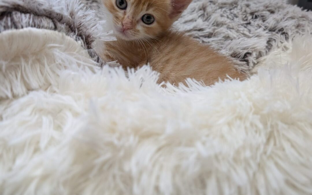Ginny 2 (1)