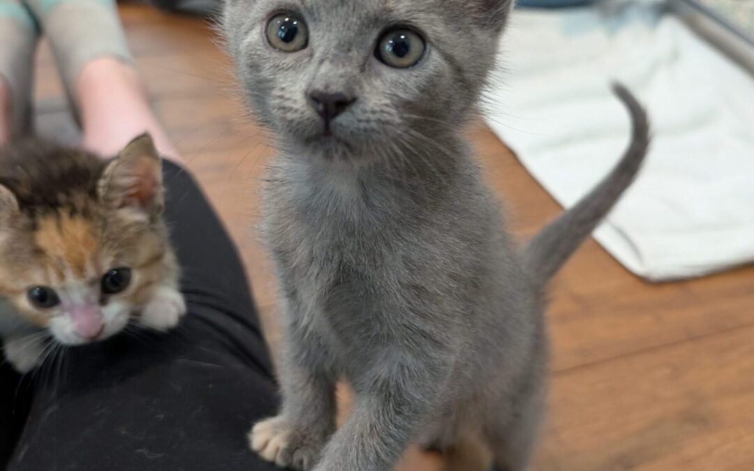 Luna (2)