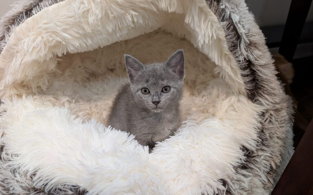 Luna 2