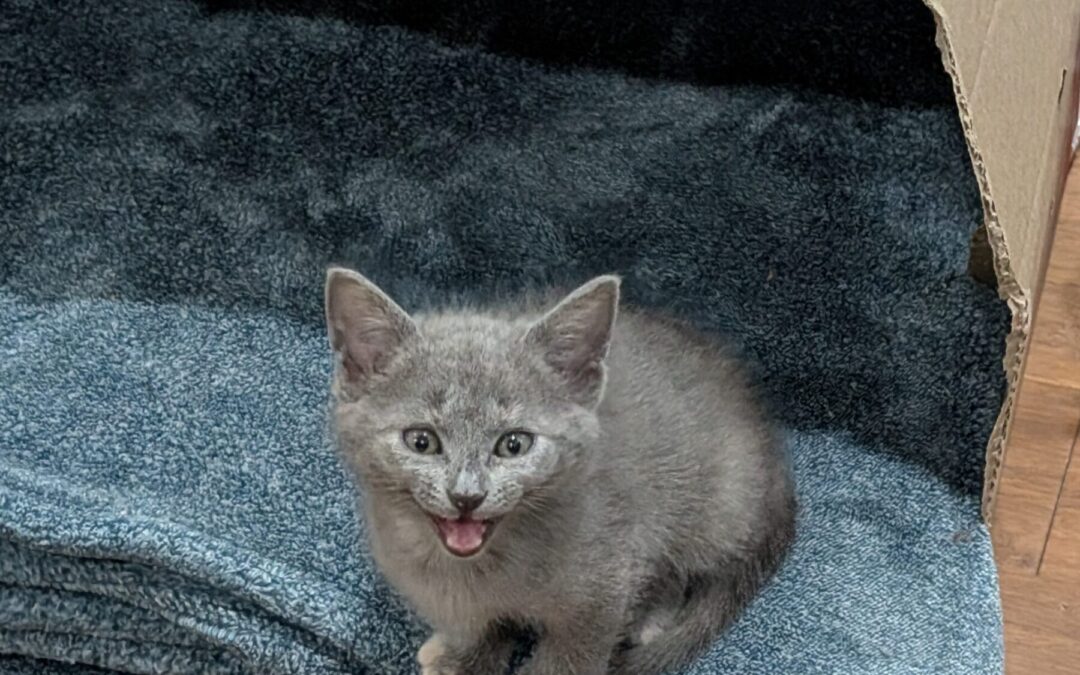 Luna 3