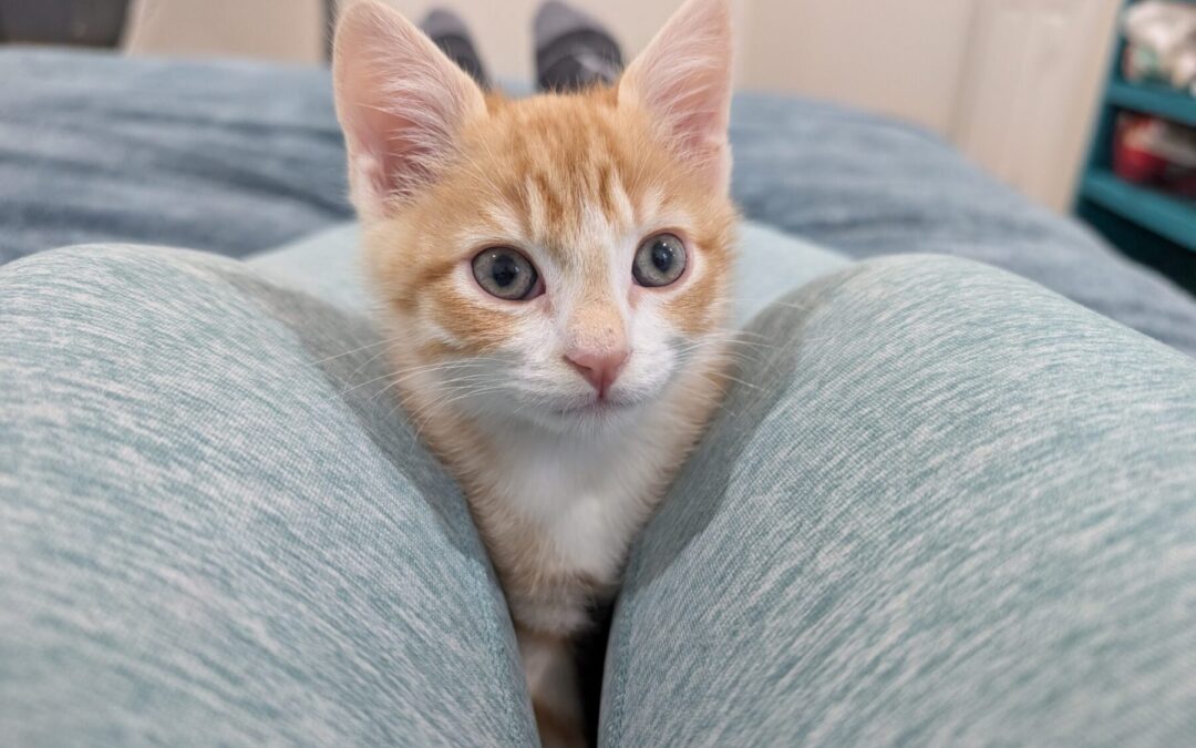 Ron 8