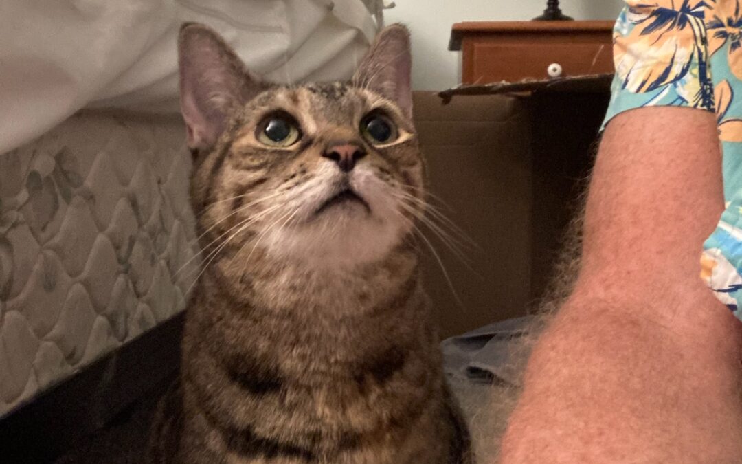 Glip_2030766717158815