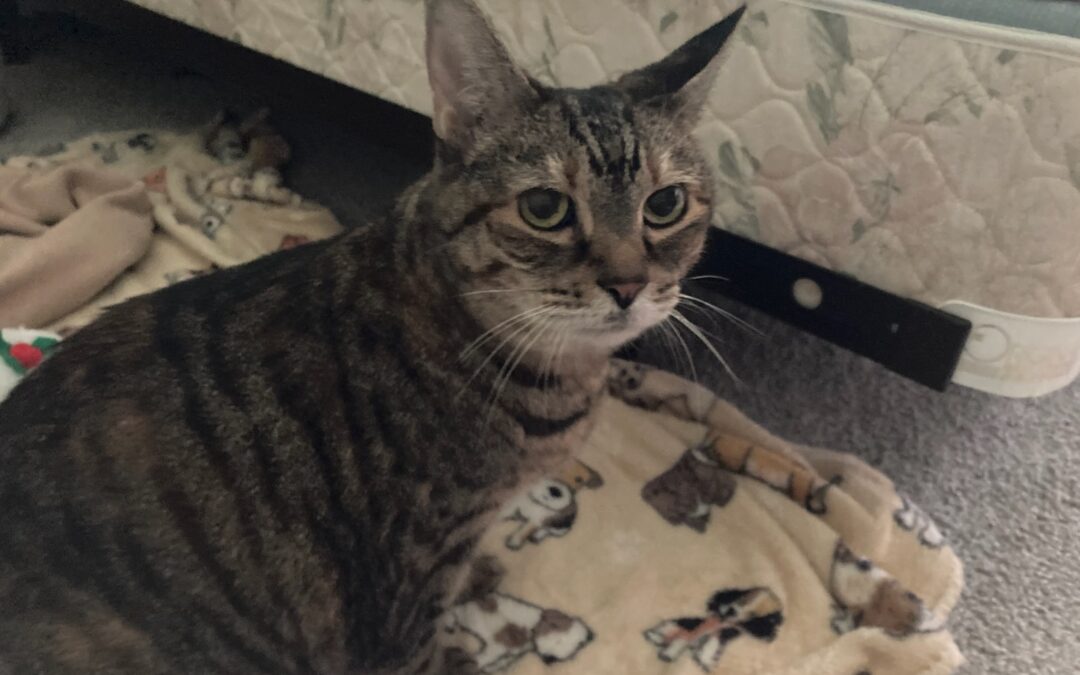 Glip_6454384984888234