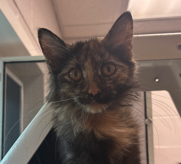 Screen Shot 2025-10-01 at 1.19.52 PM