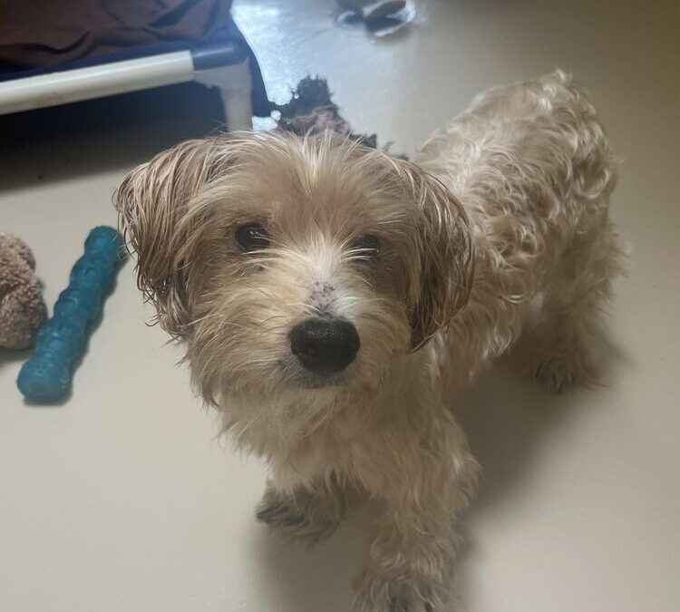 Cooper