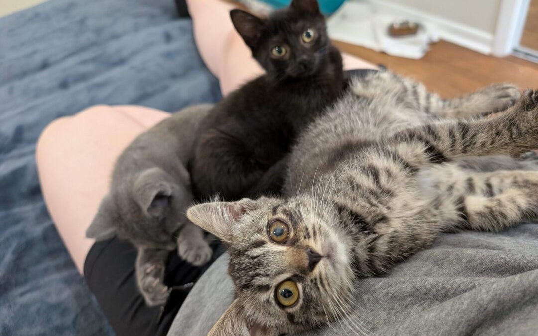 Diva, Bestie, Shortie 2