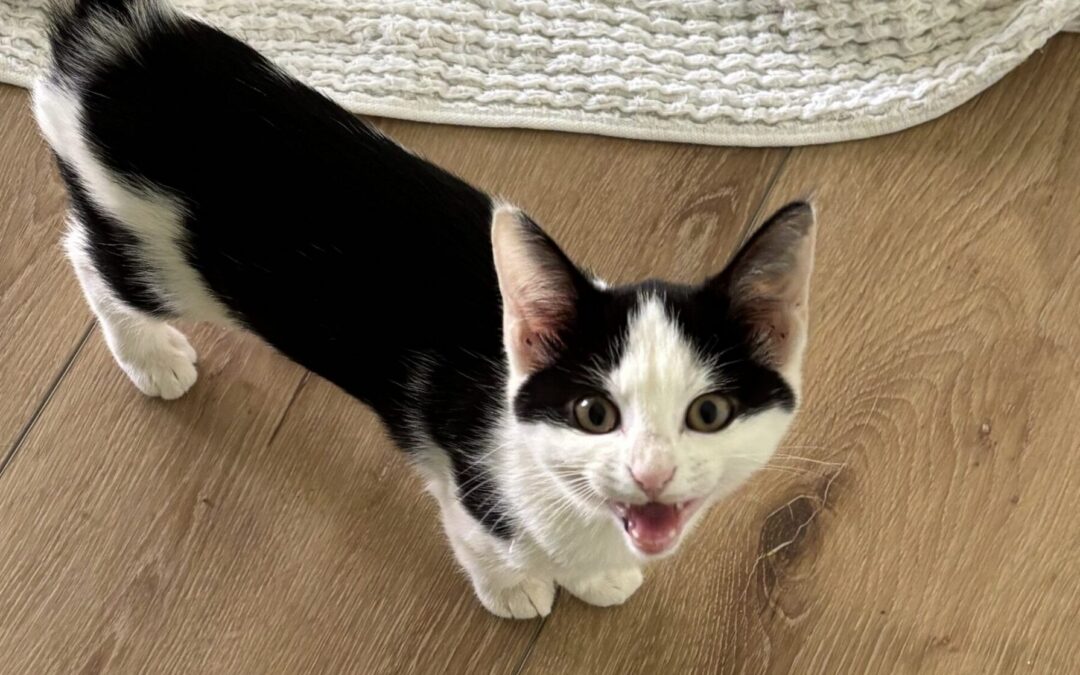 bravegirlmeow-scaled – Edited