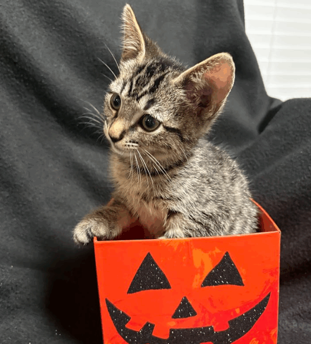 Hershey