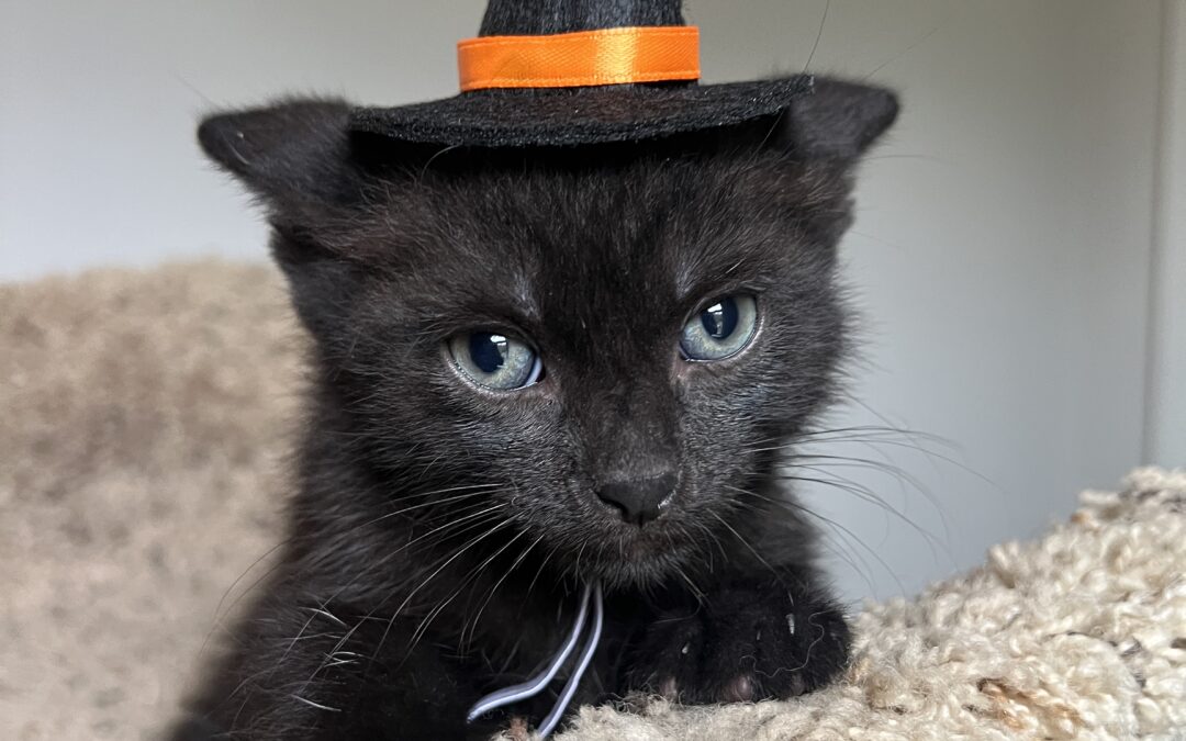 Binx