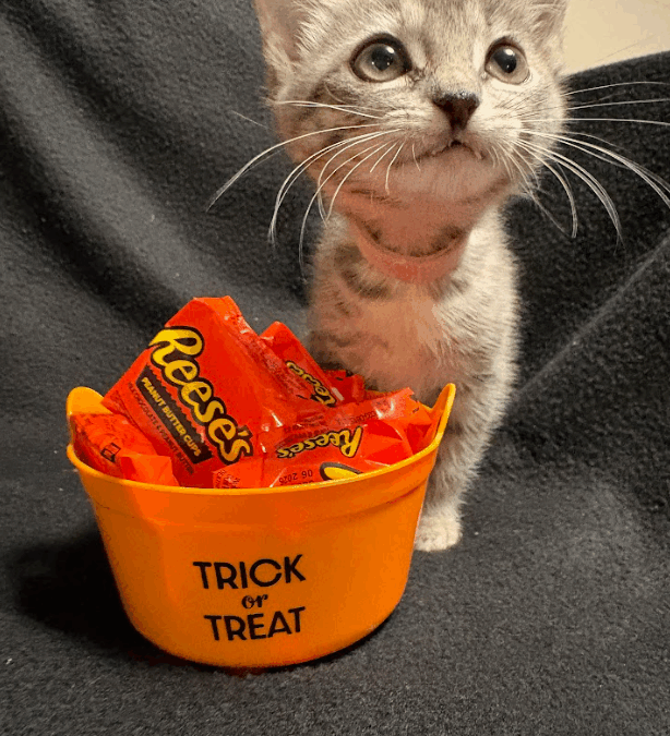 Reese