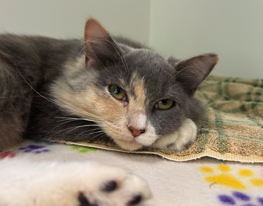 Screen Shot 2025-10-03 at 4.06.59 PM