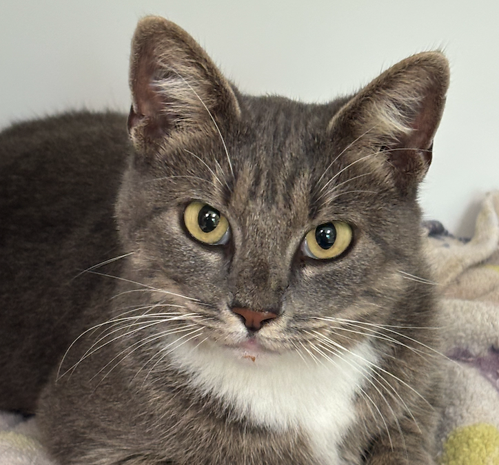 Screen Shot 2025-10-03 at 4.16.18 PM