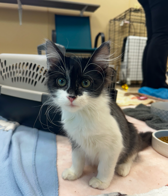 Screen Shot 2025-11-12 at 6.35.54 PM