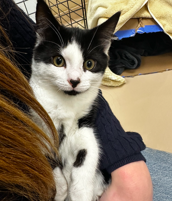 Screen Shot 2025-11-12 at 6.49.47 PM