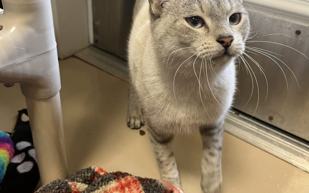 Image_20251208_141709_227