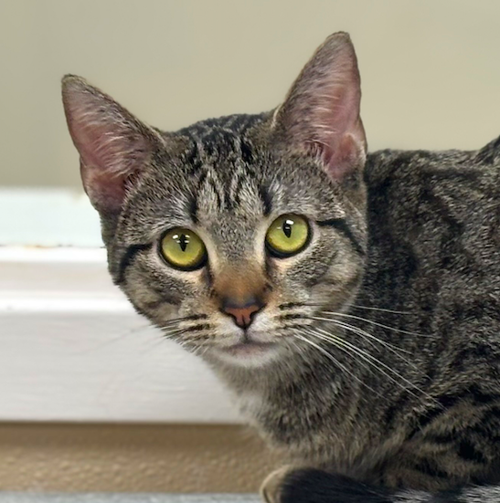 Screen Shot 2025-12-17 at 6.09.34 PM