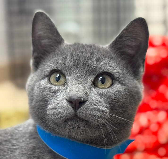 Screen Shot 2025-12-17 at 7.15.34 PM